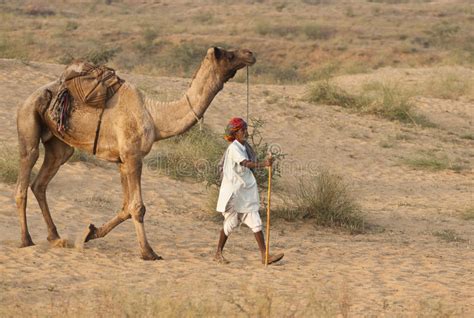 Al Camello De Pushkar Justo Imagen Editorial Imagen De Arena