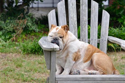 Dog Sleeping Resting Free Photo On Pixabay Pixabay
