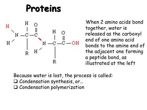 Basic Biochemistry Carbohydrate Protein And Fat Presentation Chemistry