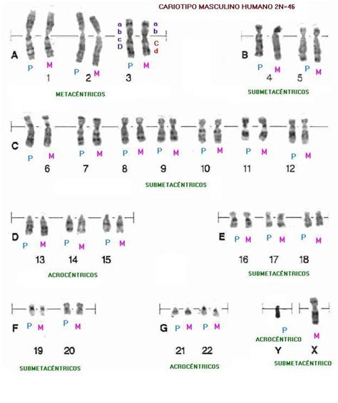 Sintético 93 Foto Tipos De Cromosomas Según La Posición Del Centrómero