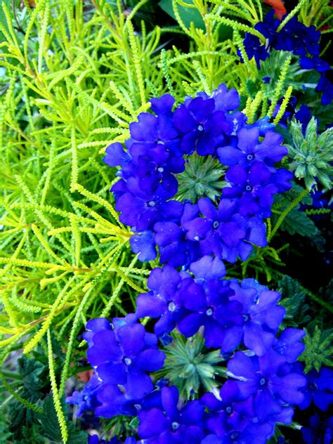 Blue Perennial Flower Kusonime
