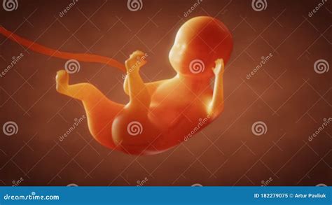 3d Render The Formation Of The Fetus Of The Baby In The Womb Stock