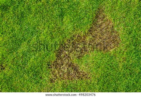 Green Yellow Grass Texture Brown Patch Stock Photo Edit