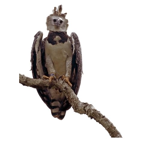 harpy eagle photo clipart png photo hd photos png images design projects photo image lion