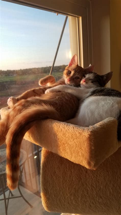 Comfy Cats Cuddling Reyebleach