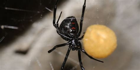 8 Poisonous Spiders In Pennsylvania Identification Risk