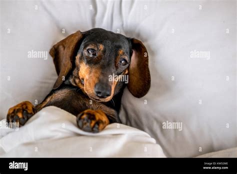 Black And Tan Miniature Dachshund Pet Dog Asleep In Bed Stock Photo Alamy