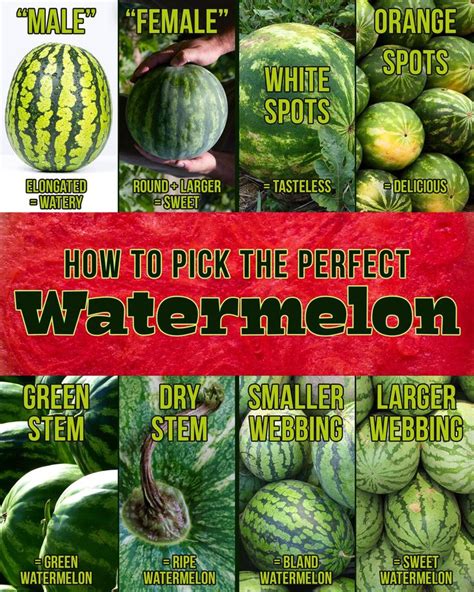 how to pick a watermelon watermelon picking watermelon sweet watermelon