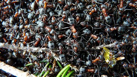 The Science Of Ants Underground Cities Eurasia Review