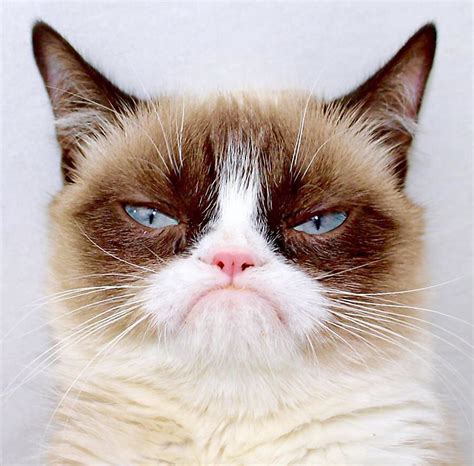 Fluffy Grumpy Cat We Know How To Do It