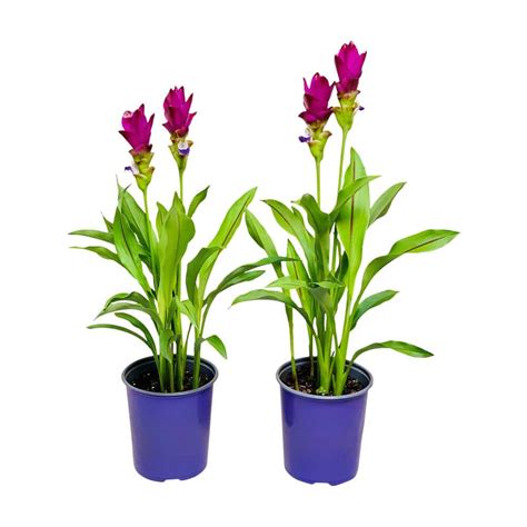 Pure Beauty Farms 2 5 Qt Curcuma Siam Plant Purple Flowers In 6 33 In