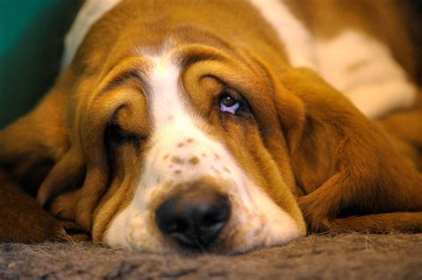 We've gathered more than 5 million images uploaded by our users and sorted them by the most popular ones. Very sad basset hound wallpapers and images - wallpapers ...