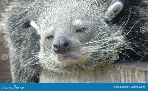 Binturong Bearcat Longleat Safari Park West Midlands Editorial Stock