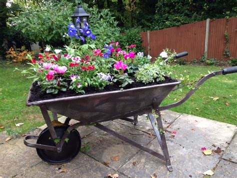 My Wheelbarrow Filled With Flowers And Tulip Bulbs Ready For Spring