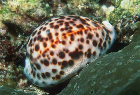 Tiger Cowrie Sea Snail Stock Image Z475 0118 Science Photo Library