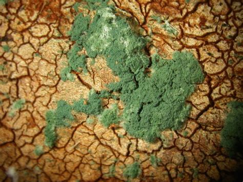 Haidar el ali, the man behind senegal's part of the great green wall, says it's time to get the ecological project back on track. Mold fungi can cure plants