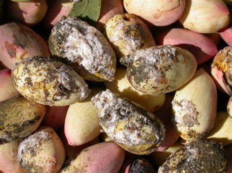 Emerging Pests In Pistachios West Coast Nut