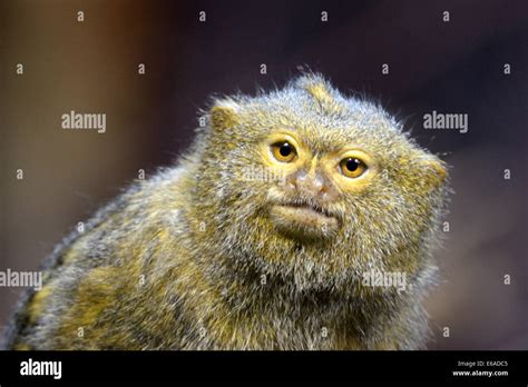 Pygmy Marmoset Cebuella Pygmaea Is A Small New World Monkey Native To