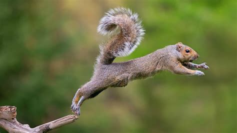 Squirrel Jumps Wallpapers And Images Wallpapers Pictures Photos