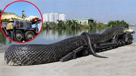 5 Times Giant Snake Caught On Camera And Spotted In Real
