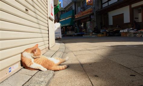 The 11 Cat Islands Of Japan All About Japan