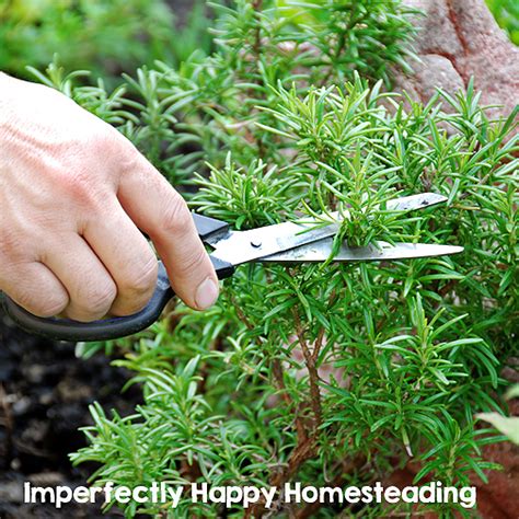 Growing Rosemary 2 The Imperfectly Happy Home