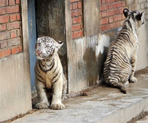 White Tiger Triplets Make 1st Public Appearance At Qingling Wildlife