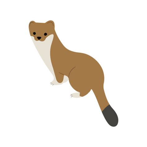 60 Weasel Snow Illustrations Royalty Free Vector Graphics And Clip Art