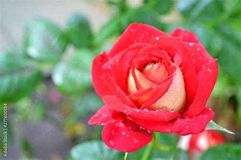 Beautiful Big Red Rose After Rain On Blured Background Red Rose On The
