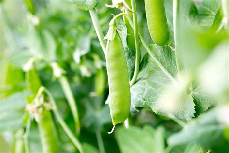 Tips For Growing Peas Indoors Gardeners Path