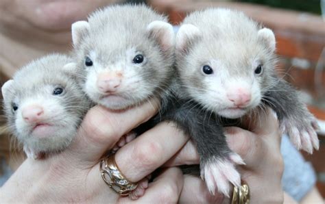 Our adoption fee is $40 plus the adopter is responsible for the prepaid spay/neuter of the animal at the vet of their choice. baby ferrets for sale | Coventry, West Midlands | Pets4Homes
