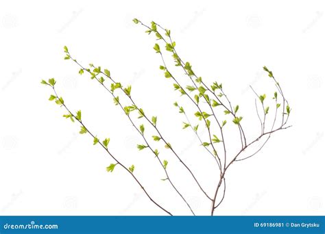 Early Spring Flowering Green Tree Branch Isolated On White Stock Image