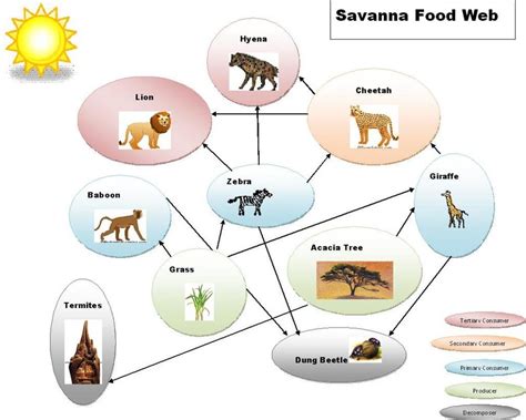 Food Chain And Food Web The Tropical Grasslandssavannas Biome