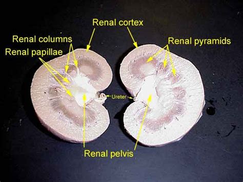 Blood enters the renal vascular system through the renal artery. Sheep kidney | Renal, Kidney, Pelvis