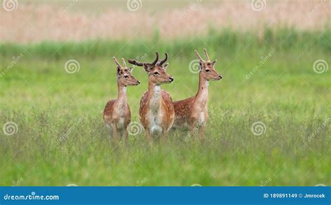Three Majestic Fallow Deer Stags Standing On Meadow In Summer Stock