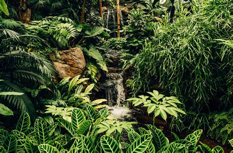 Tropical Plants You Can Grow At Home Bringing The Exotic Into Your