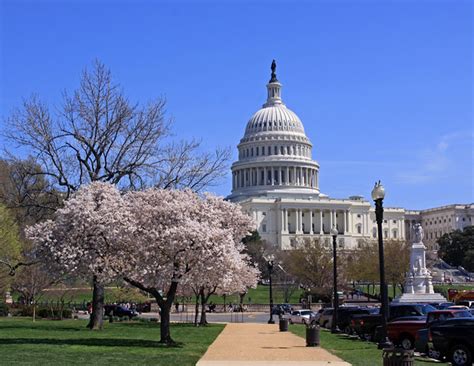 Us Capitol Cherry Blossom Flickr Photo Sharing