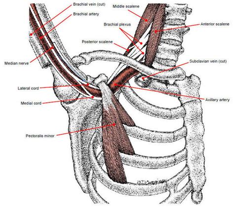 Brachial Plexus Anatomy Human Anatomy