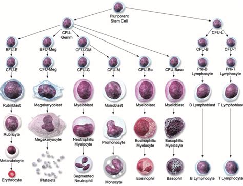 Differentiation Pathway Progression Of Cellular Lineages From