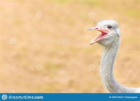 Funny Ostrich Face Ostrich Head Looking At Camera Open Beak Stock