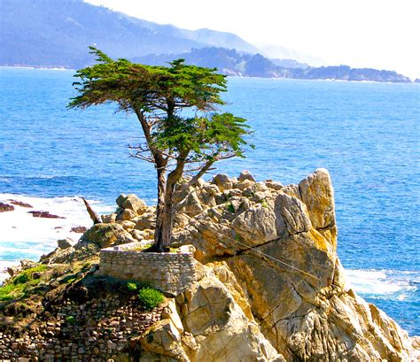 The Lone Cypress Tree Were Vacationing In Monterey Ca Pa Flickr