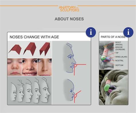 Artstation Age And Part Of Noses Anatomy For Sculptors Anatomy