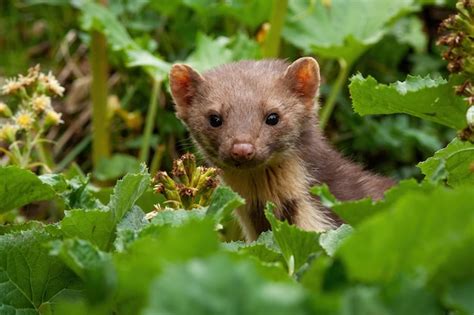 Premium Photo Pine Marten Peeking Out From Plants In Summer Nature