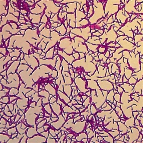 Bacillus Megaterium Typical Bacillus Wm Microscope Slide Science