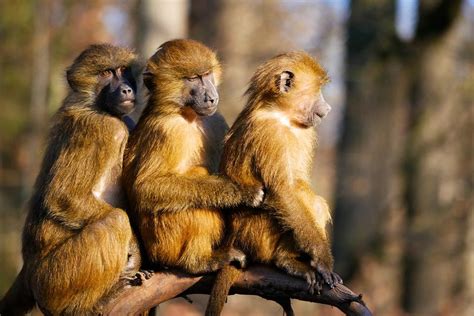 Cincuenta Monos Se Escapan Y Obligan A Evacuar El Zoo De París