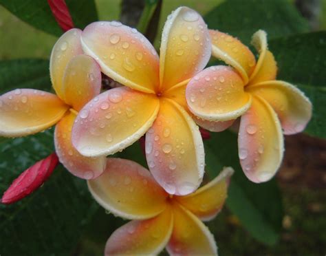Romantic Flowers: Plumeria Flower