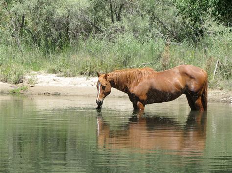 horses  river