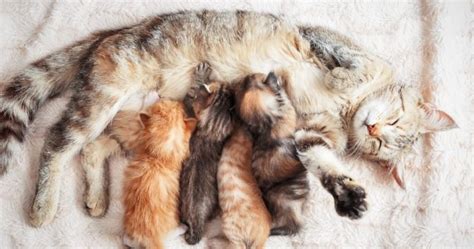 How Long Are Cats Pregnant How To Tell If She Really Is