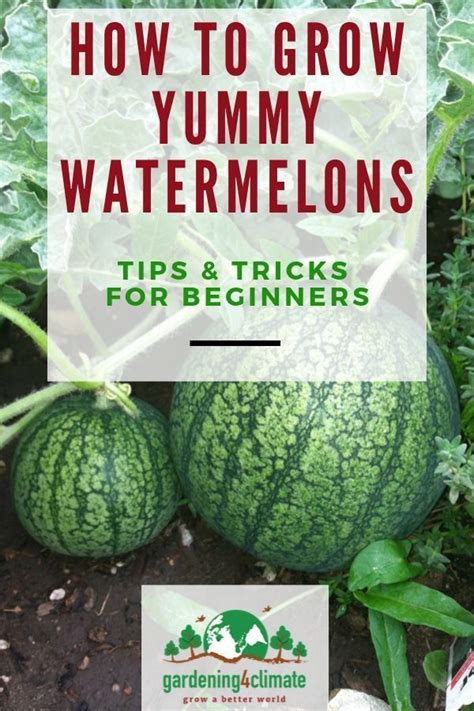 Growing Watermelons Learn The Tricks And How To S Watermelon Plant How To Grow Watermelon