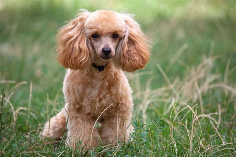 Best Miniature Poodle Haircuts Stock Photos Pictures And Royalty Free